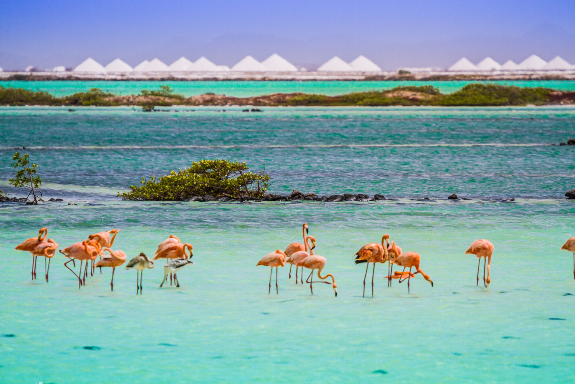 Bonaire flamingo's zoutpannen