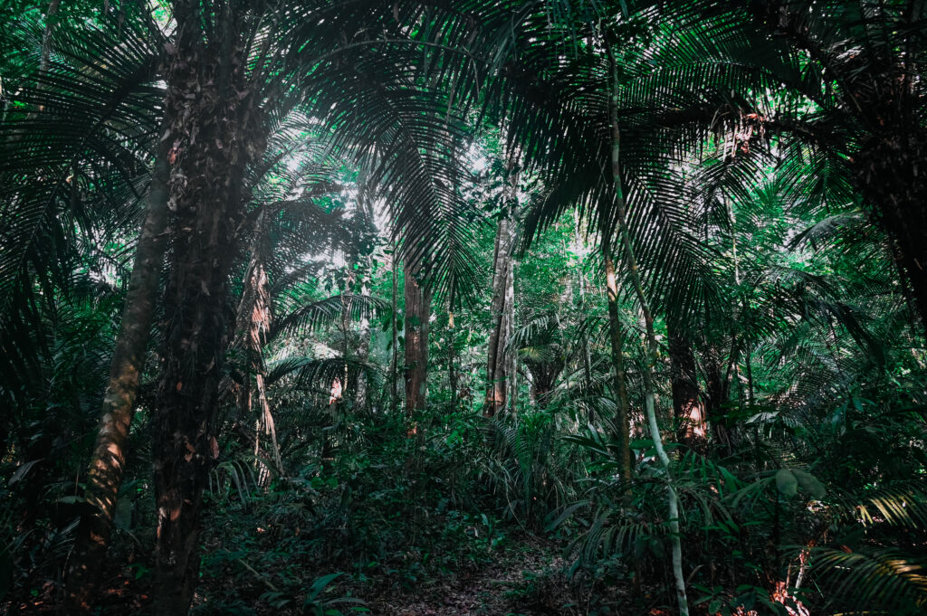 Suriname Jungle Tropisch Regenwoud Natuur