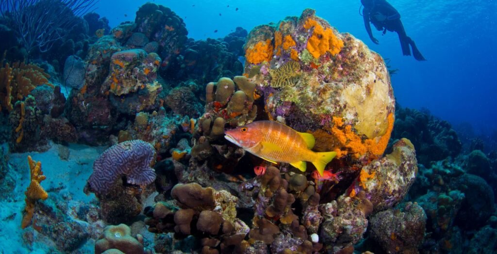 duiken-bonaire-abc-travel