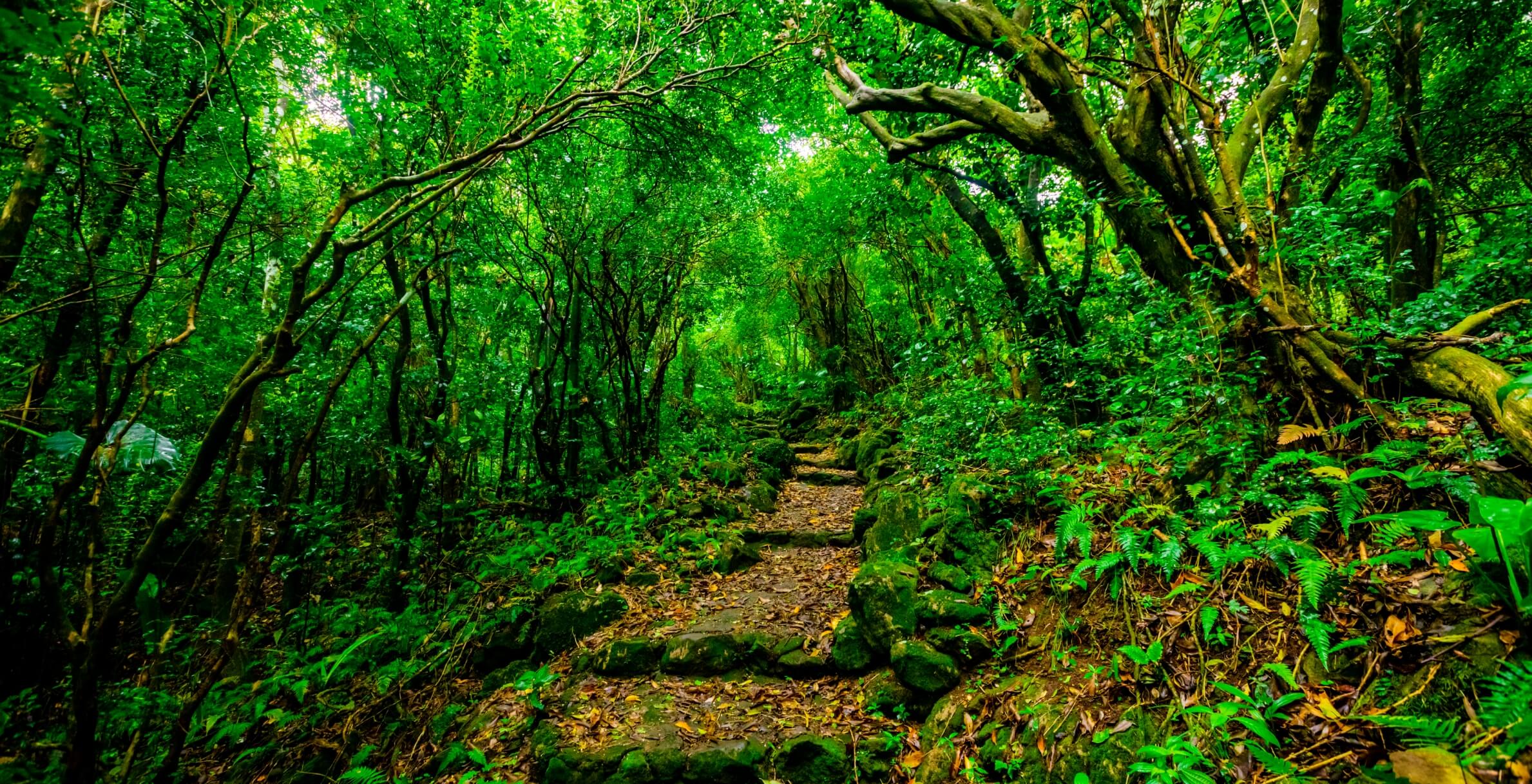 natuur-saba-abc-travel