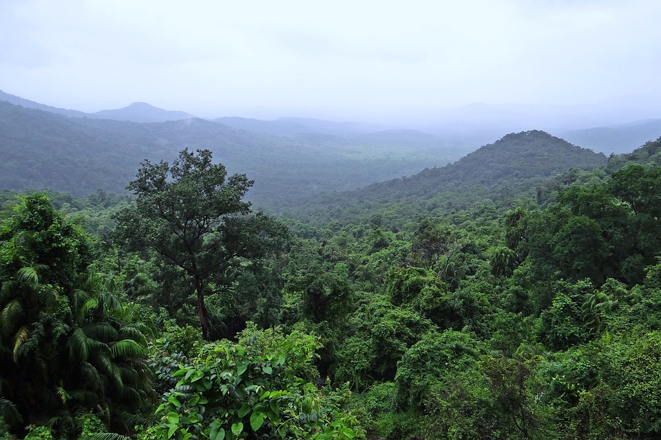 Suriname Tropisch Regenwoud Amazone gebied Bos Uitzicht