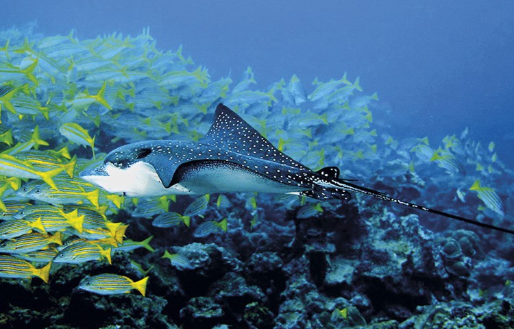 spotted-eagle-ray Saba, duiken op Saba