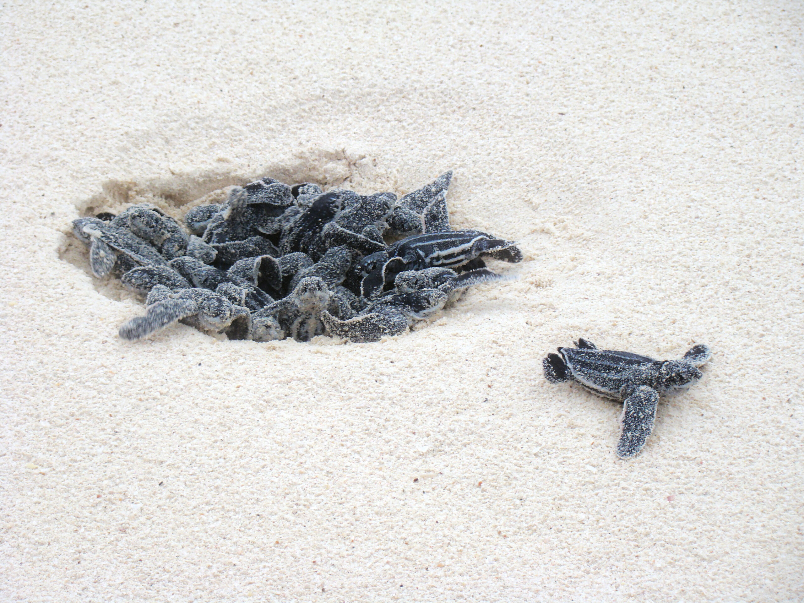 Aruba Bonaire Curacao Turtle