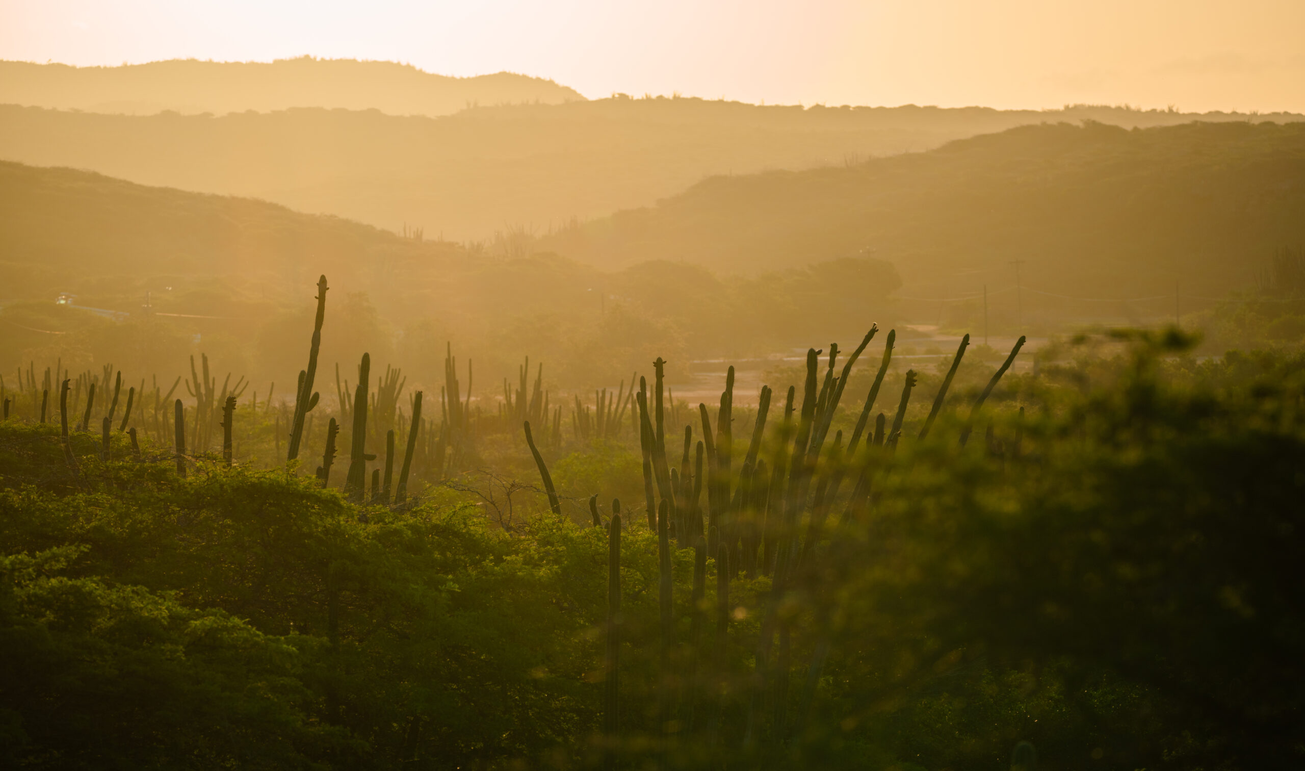 Aruba Landscape with Cactus Sunset