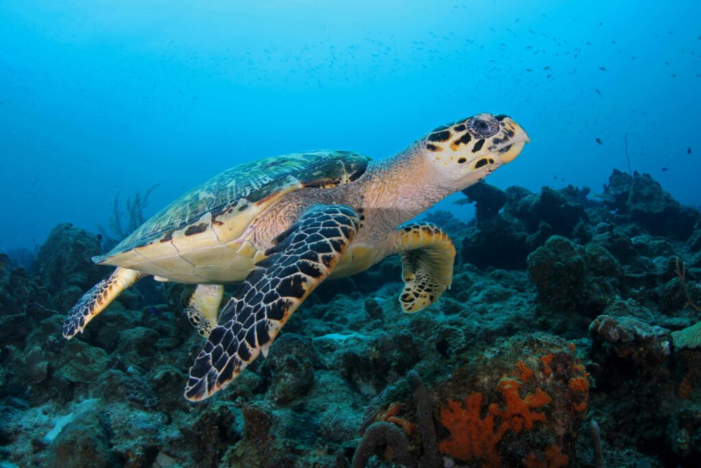 Schildpad, Curacao, Duiken, Koraal, natuur