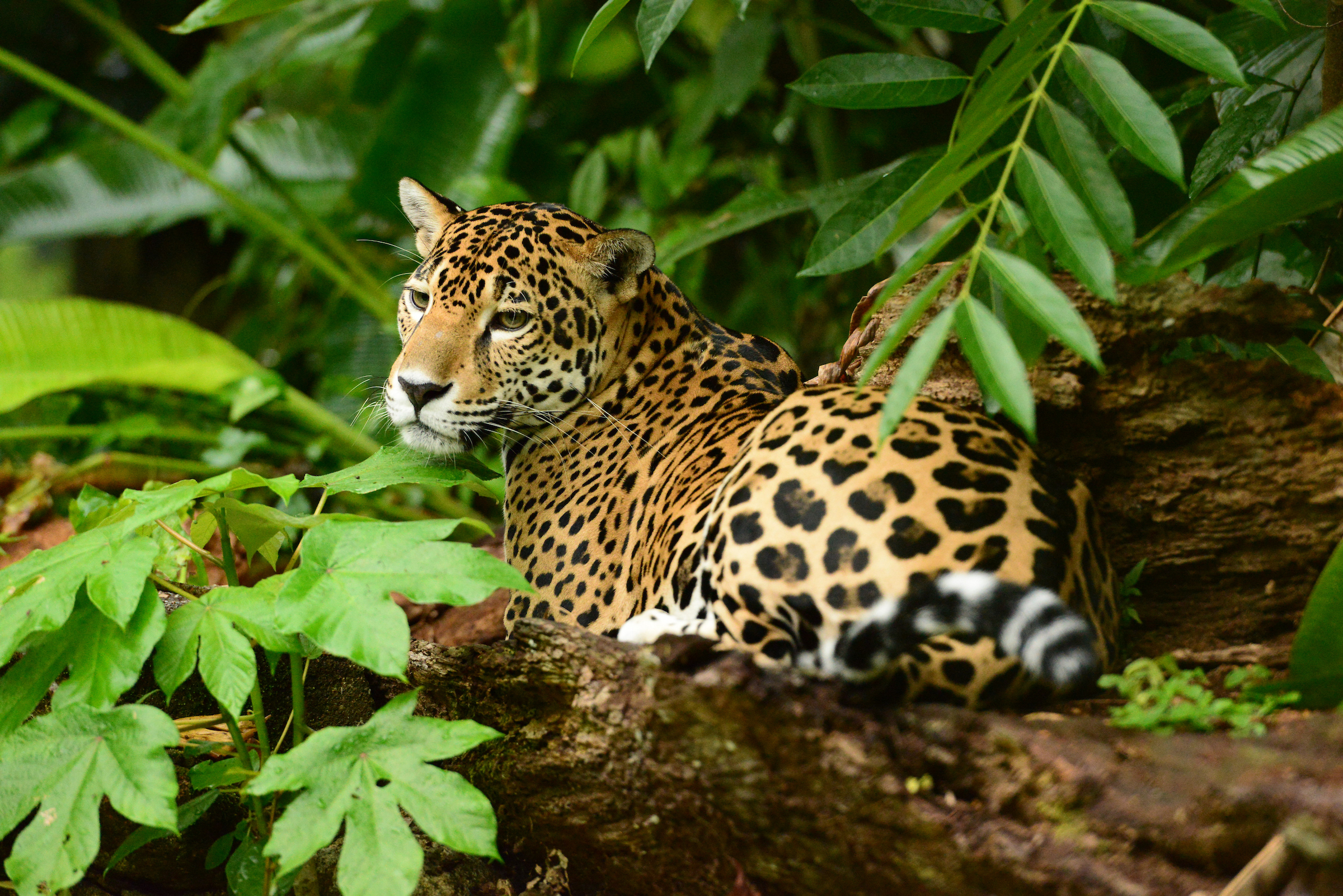 Luipaard Belize jungle, wildlife