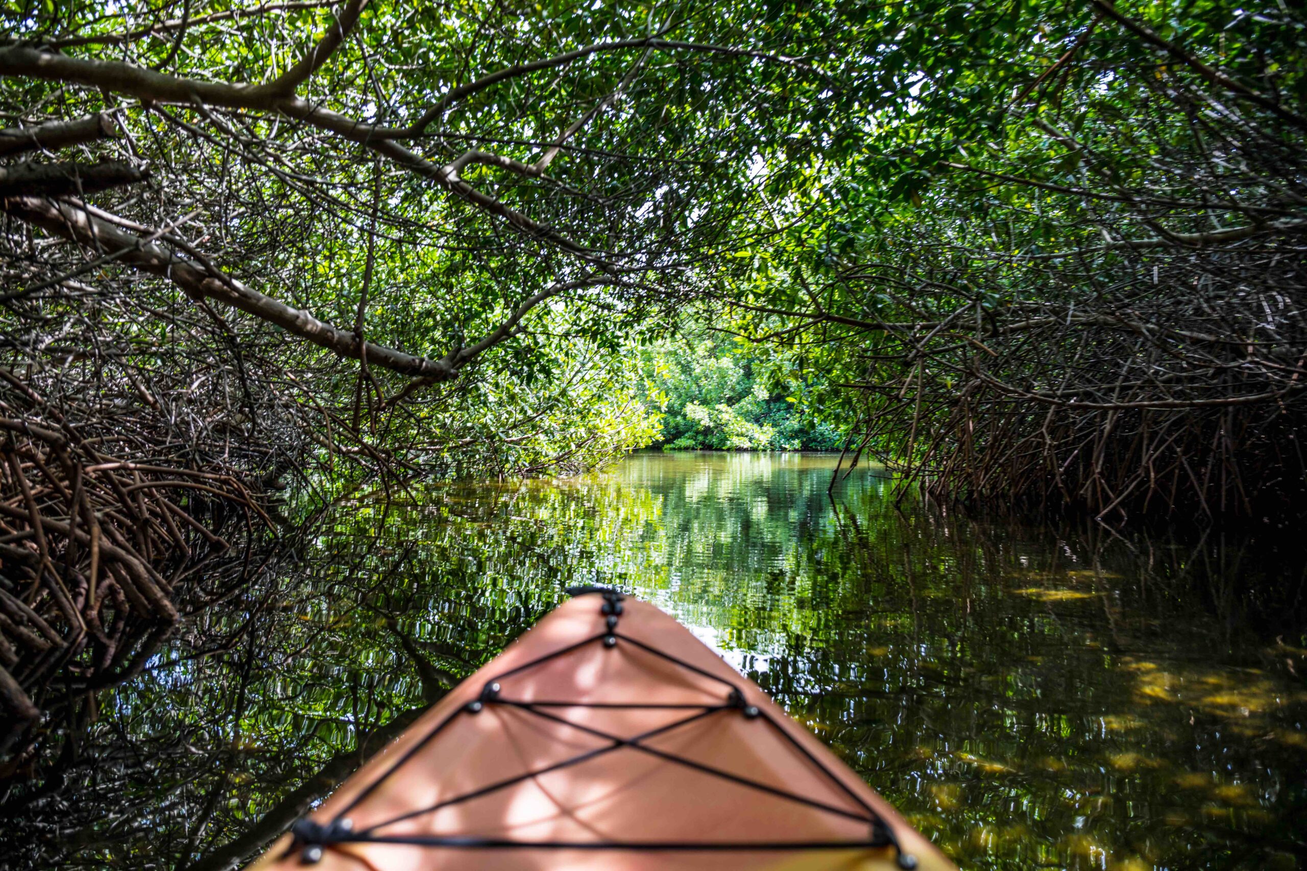 Kayaking Bonaire Mangroves