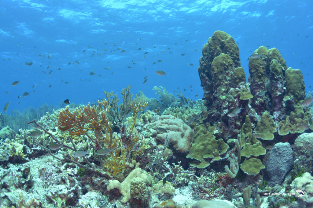 Mushroom forest, Curacao, Duiken, natuur, zee, koraal