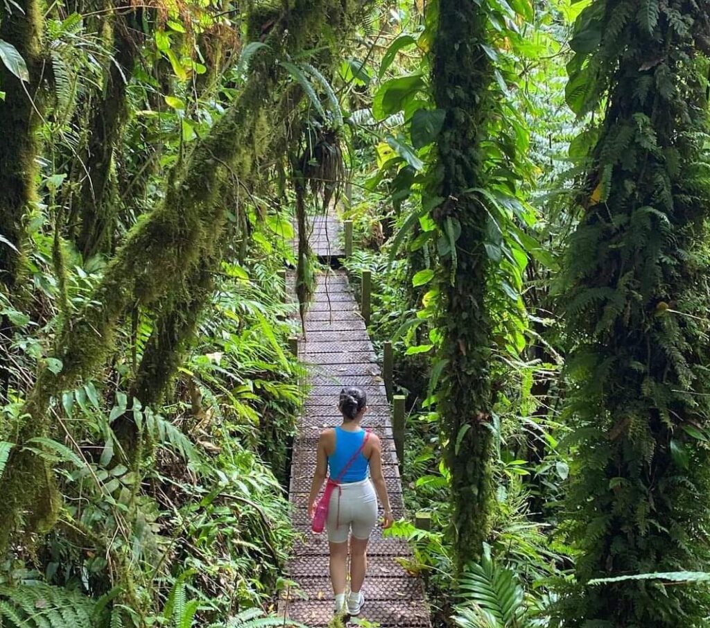 Saba Wandelen Natuur Tropisch Regenwoud Hiken