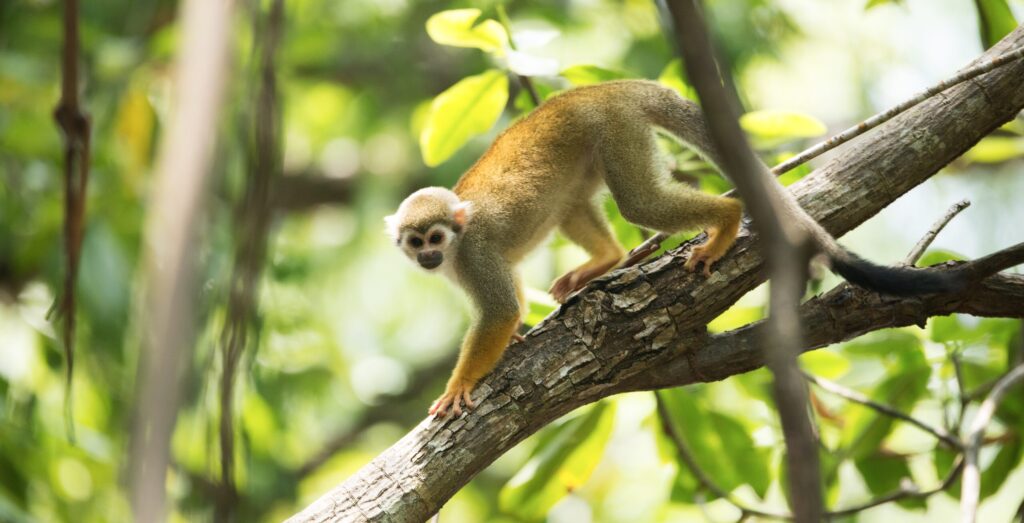 Aapjes aap natuur suriname jungle