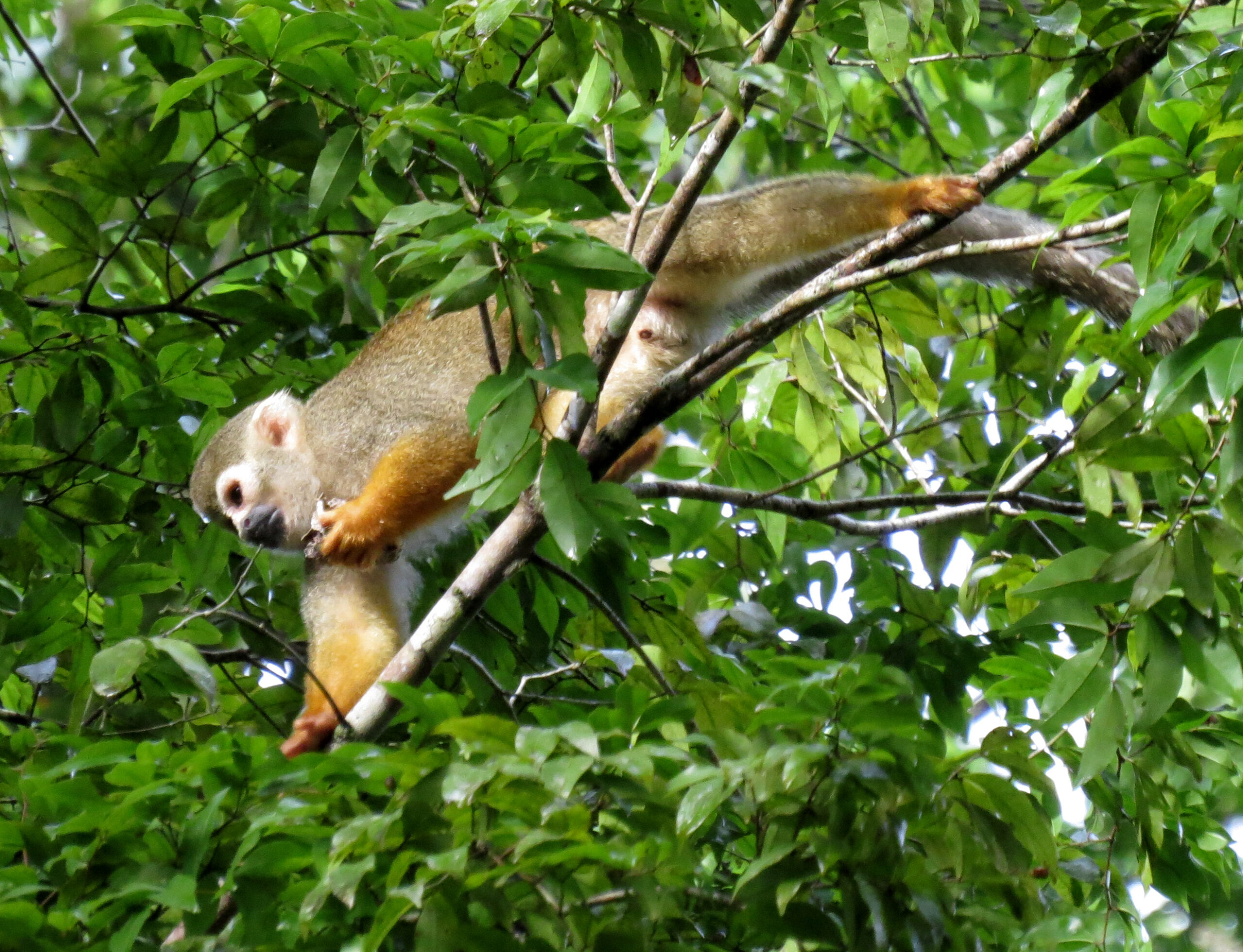 Suriname