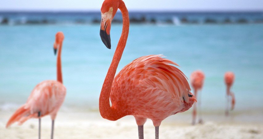 combinatiereis-aruba-bonaire-5