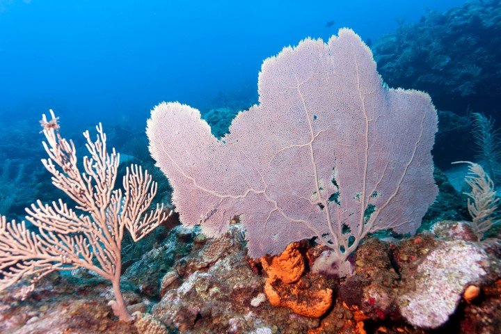 combinatiereis-saba-sint-eustatius-5