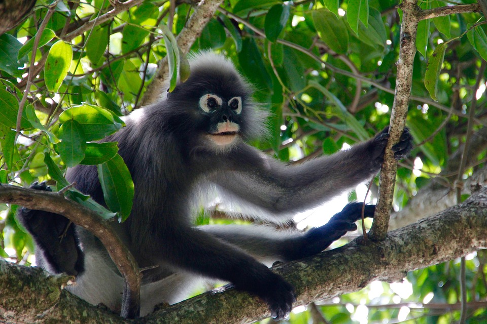 Suriname Aap Regenwoud Tropisch