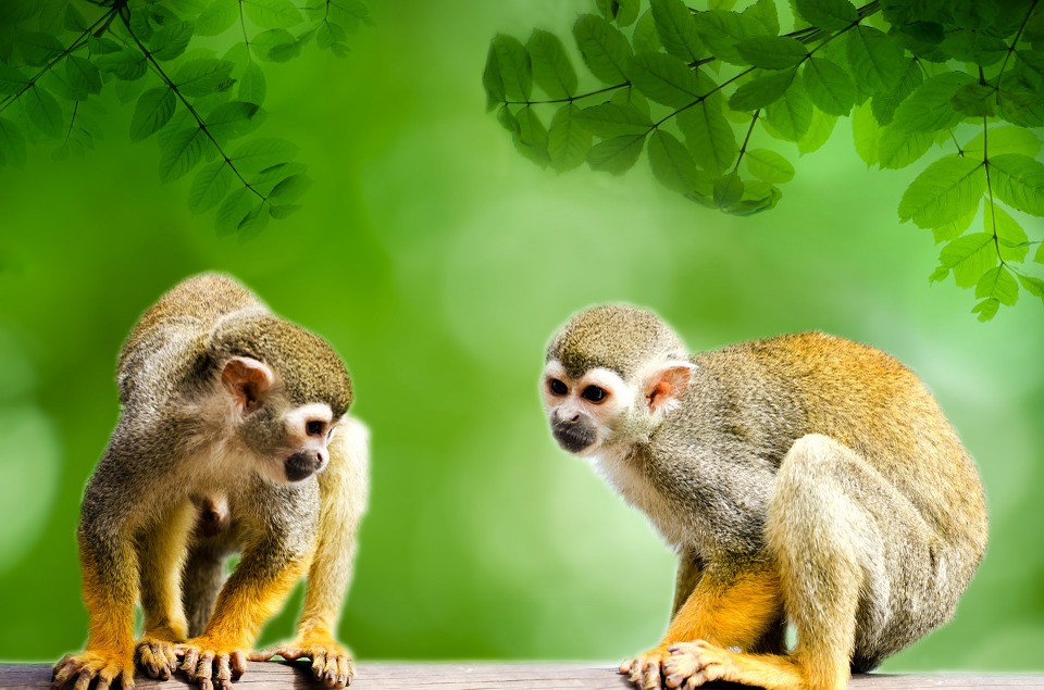 Suriname Aap Regenwoud Tropisch