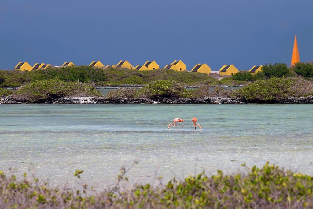 slavenhuisjes-bonaire, zoutpannen, natuur, flamingo