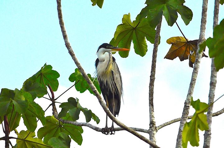 Kabalebo Nature Resort Suriname Dieren Rust Vogel