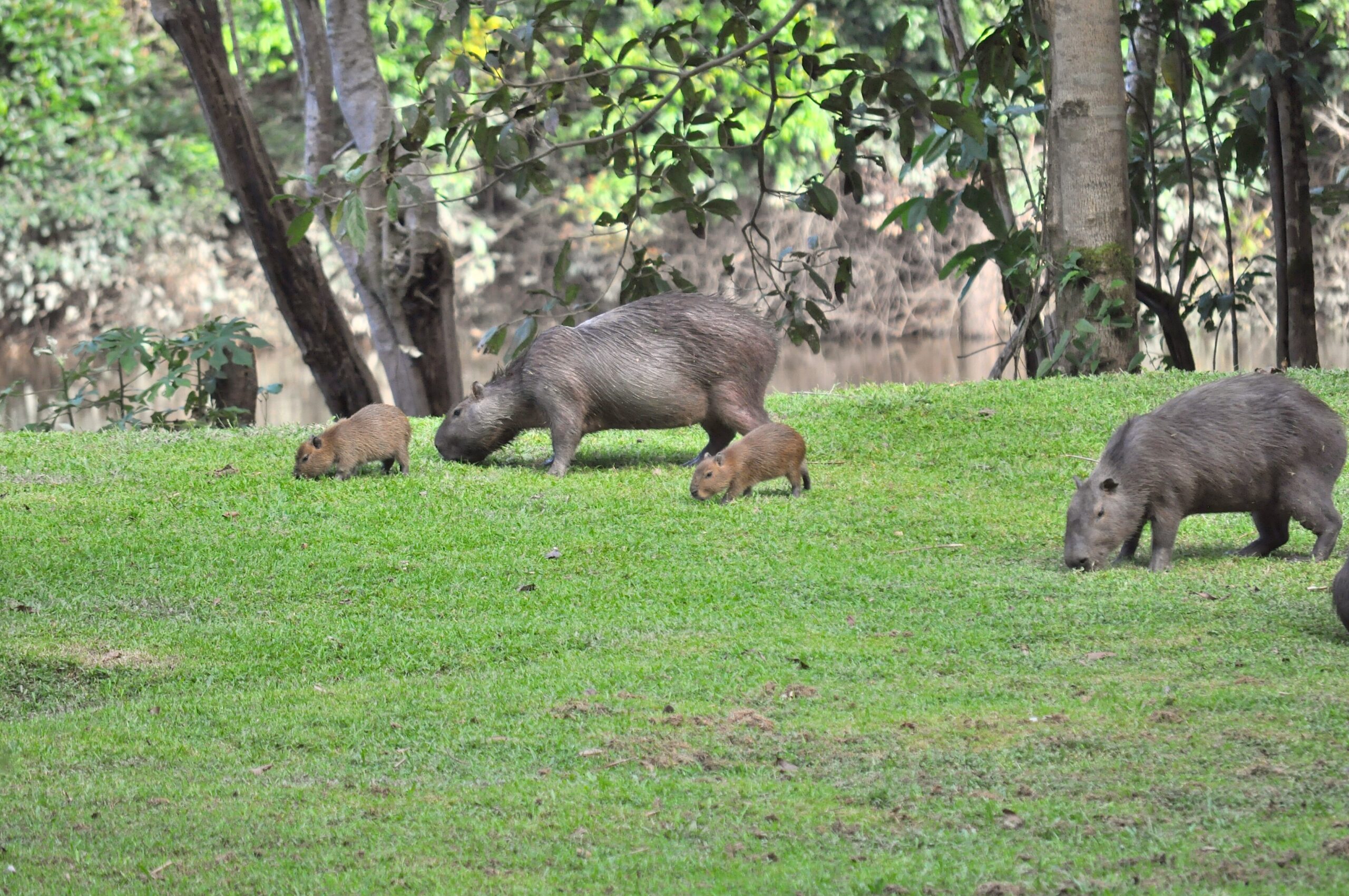 Kabalebo Nature Resort Suriname Dieren Rust Capybara