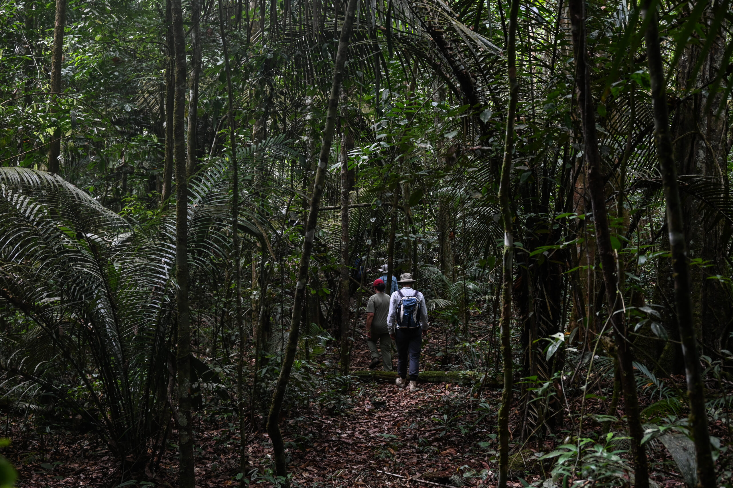Palumeu Jungle Lodge Boven-Tapanahonyrivier Nature Tropisch Regenwoud Amazone Cultuur Natuur