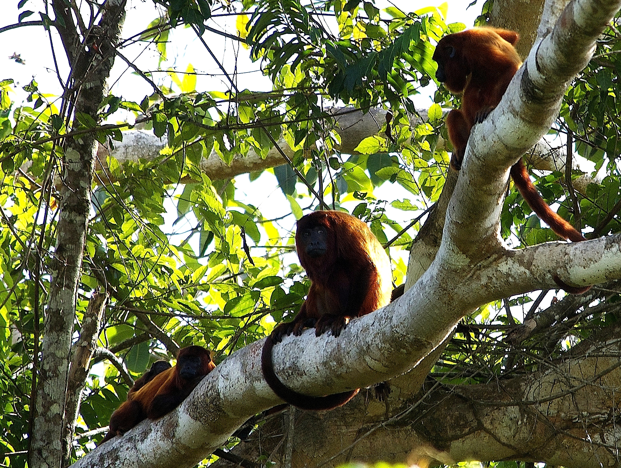 Kabalebo Nature Resort Suriname Brul Apen Apen