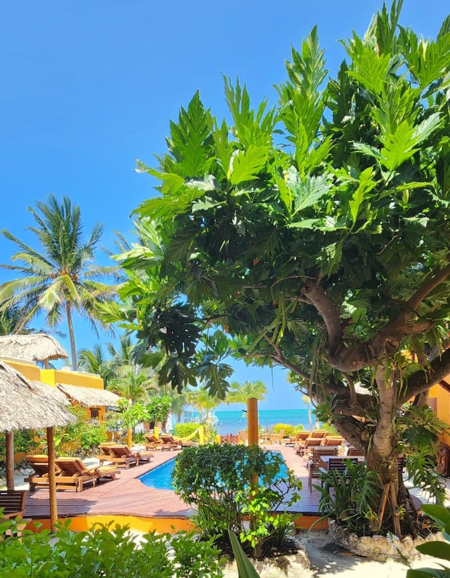 Seaside Cabanas, Belize accommodatie uitzicht zwembad, ligbedden