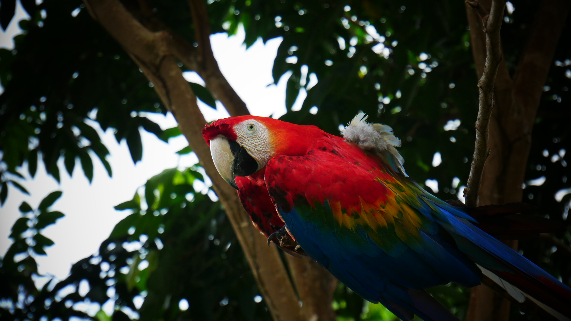 Knini Paati accommodatie Suriname, wildlife, papegaai