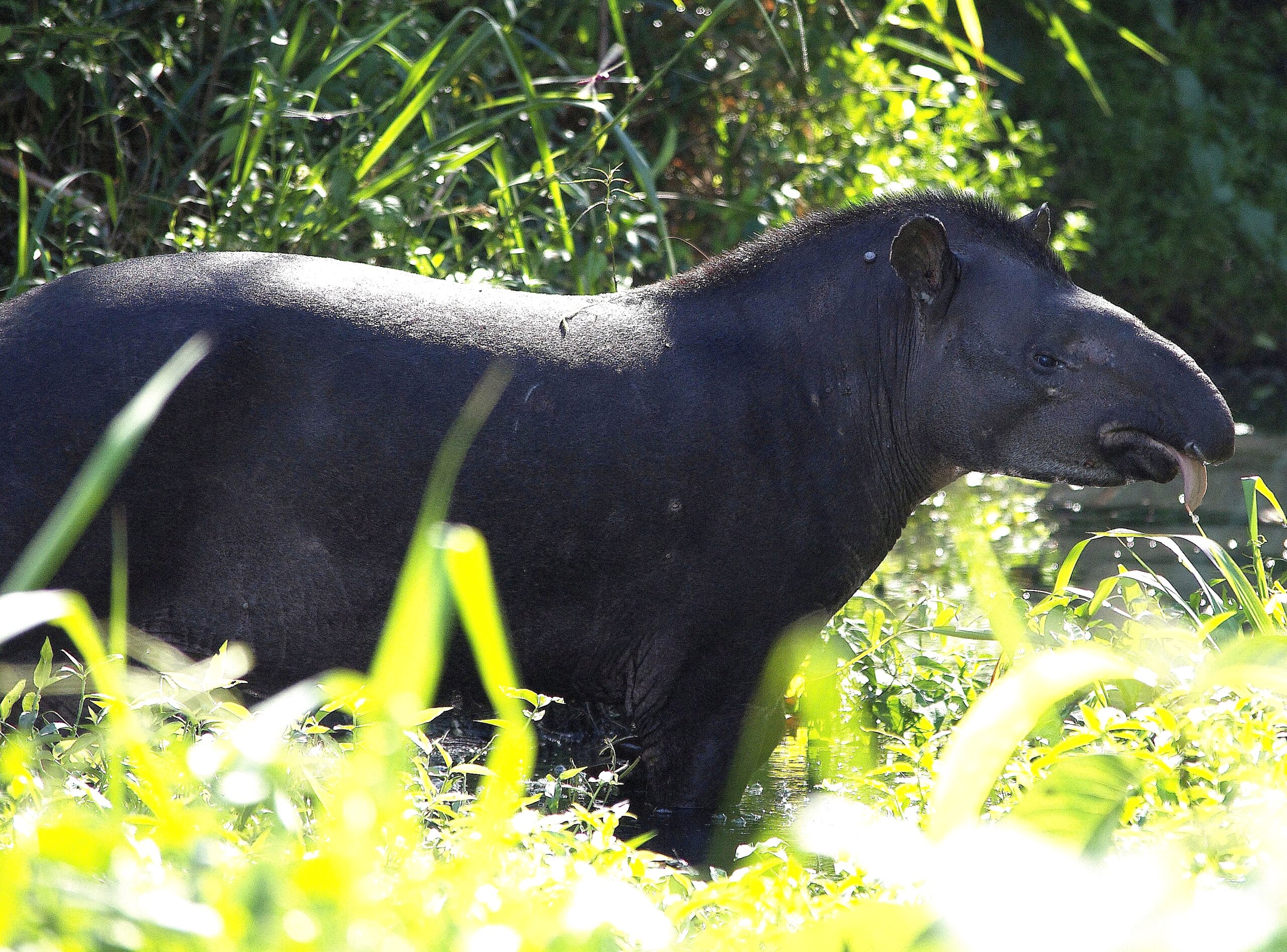 Kabalebo accommodatie Suriname, Tapir, natuur