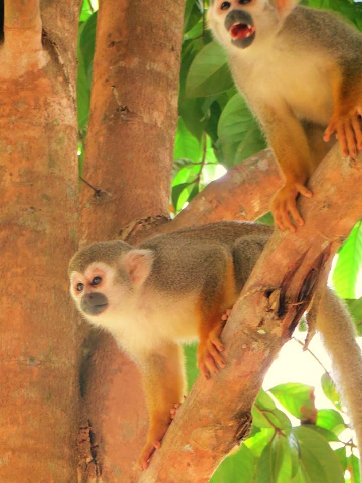 danpaati-river-lodge-10