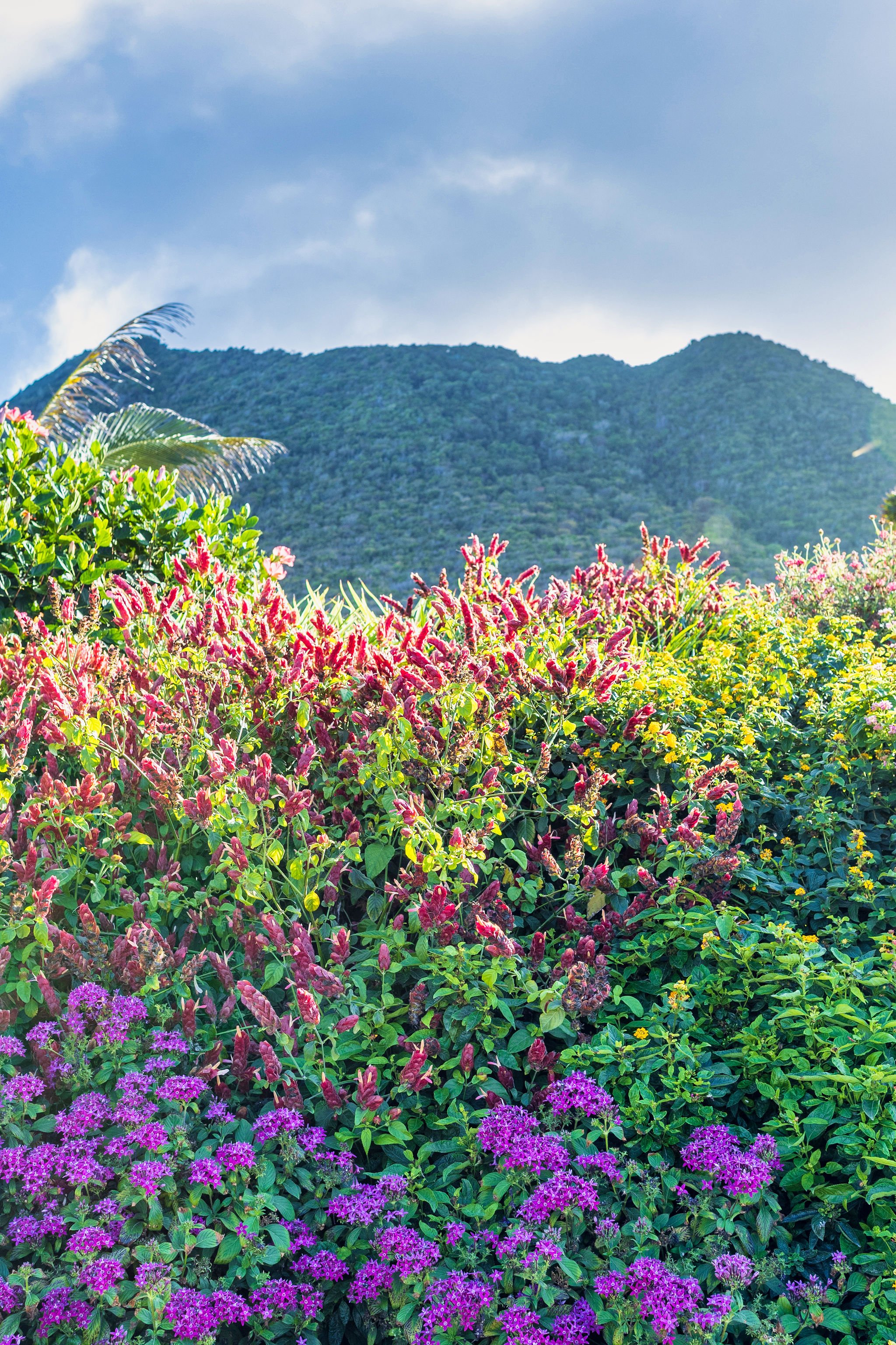 golden-rock-dive-nature-resort-Sint Eustatius-accommodatie-tuin