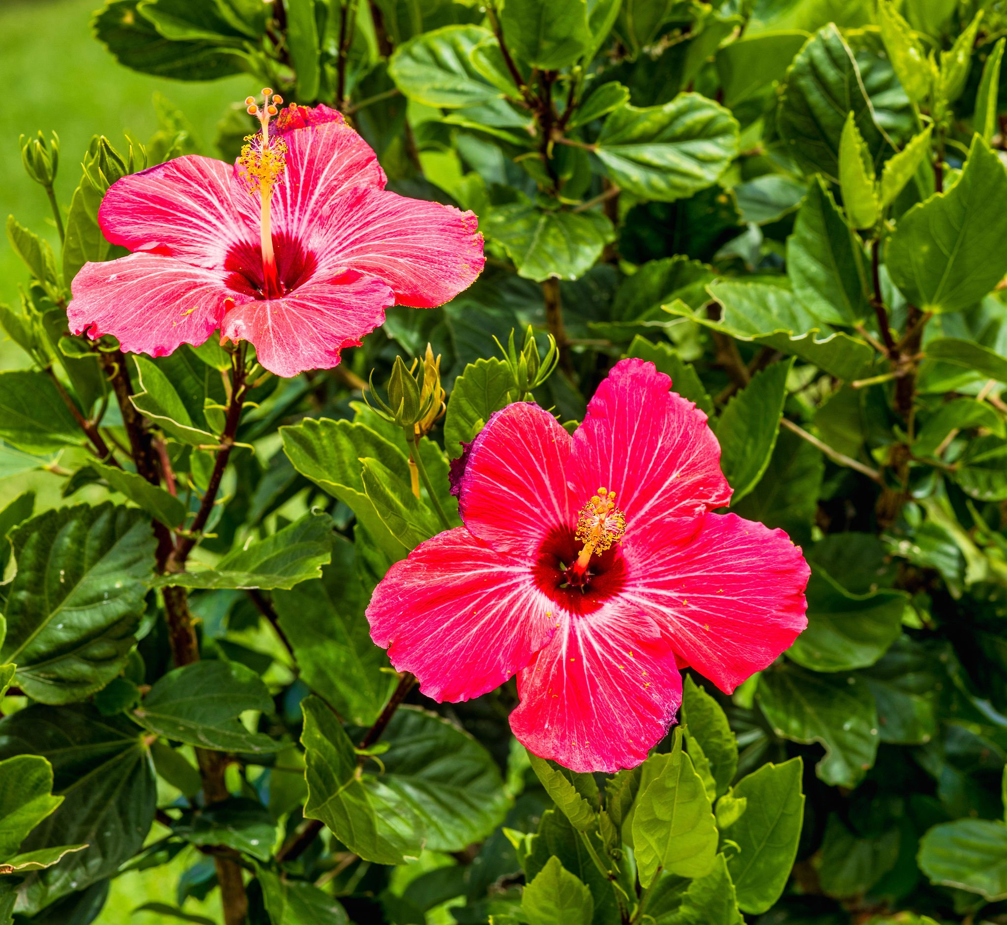 golden-rock-dive-nature-resort-Sint Eustatius-accommodatie-tuin-bloemen-natuur