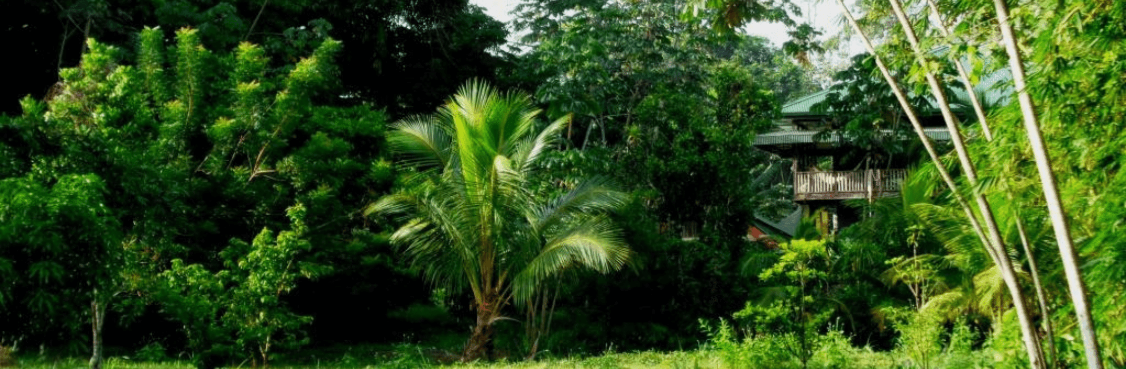 Guesthouse Little Paradise-Suriname-Domburg-accommodatie-natuur