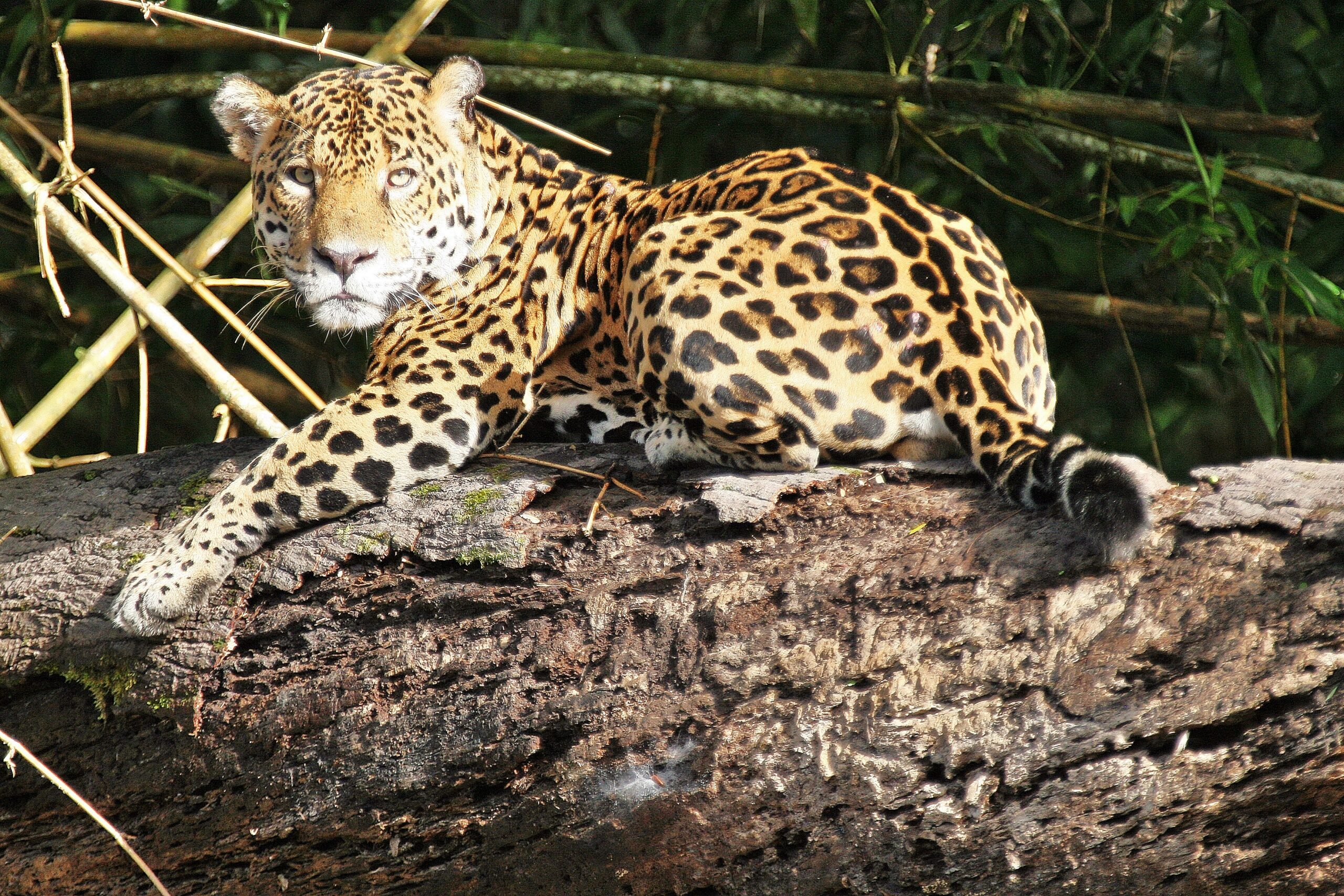 Kabalebo accommodatie Suriname, wildlife, jaguar, panter