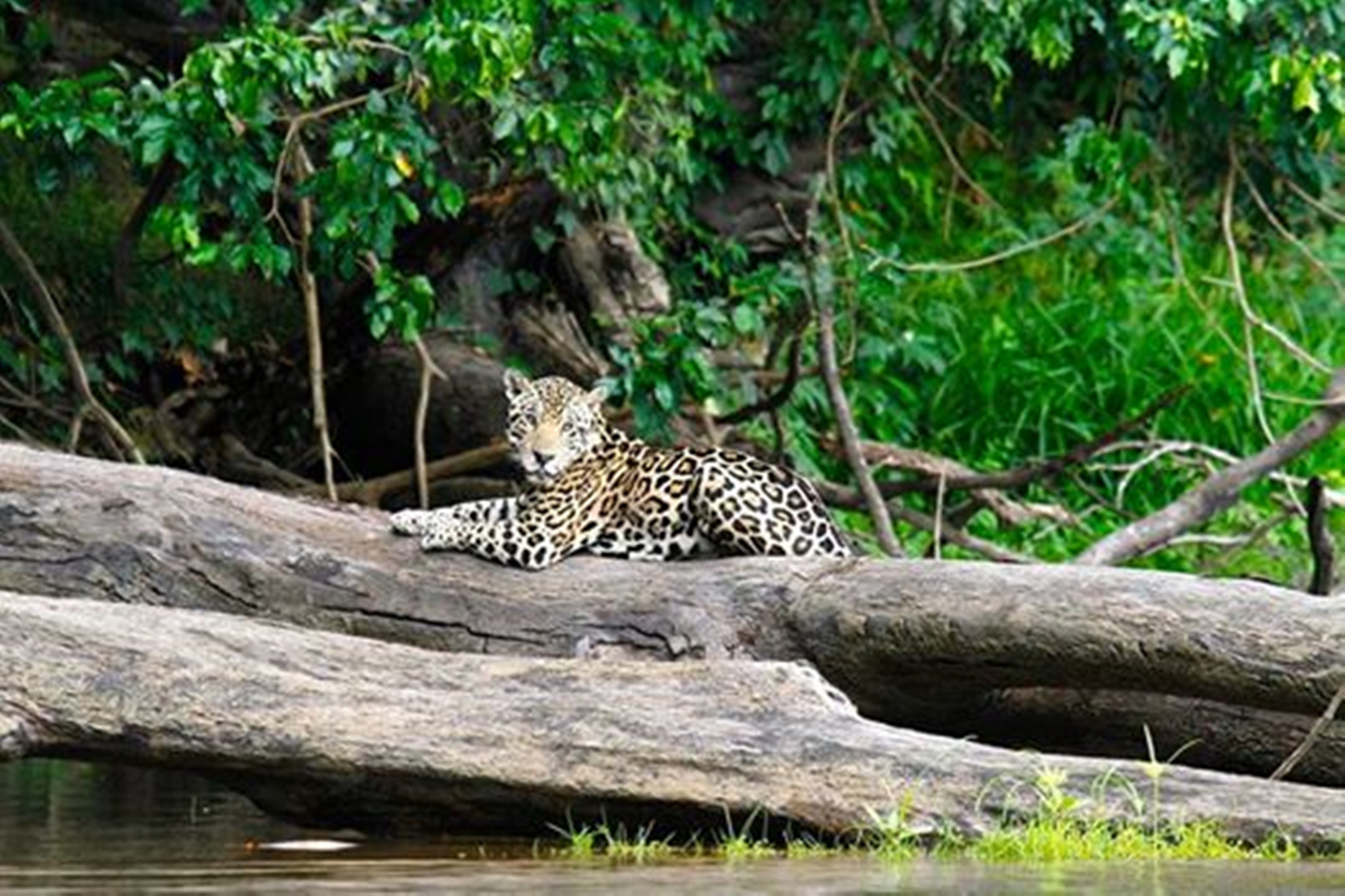 kabalebo-nature-resort-24