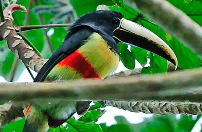 overbridge-river-resort-Suriname-accommodatie-rivier-natuur-vogels