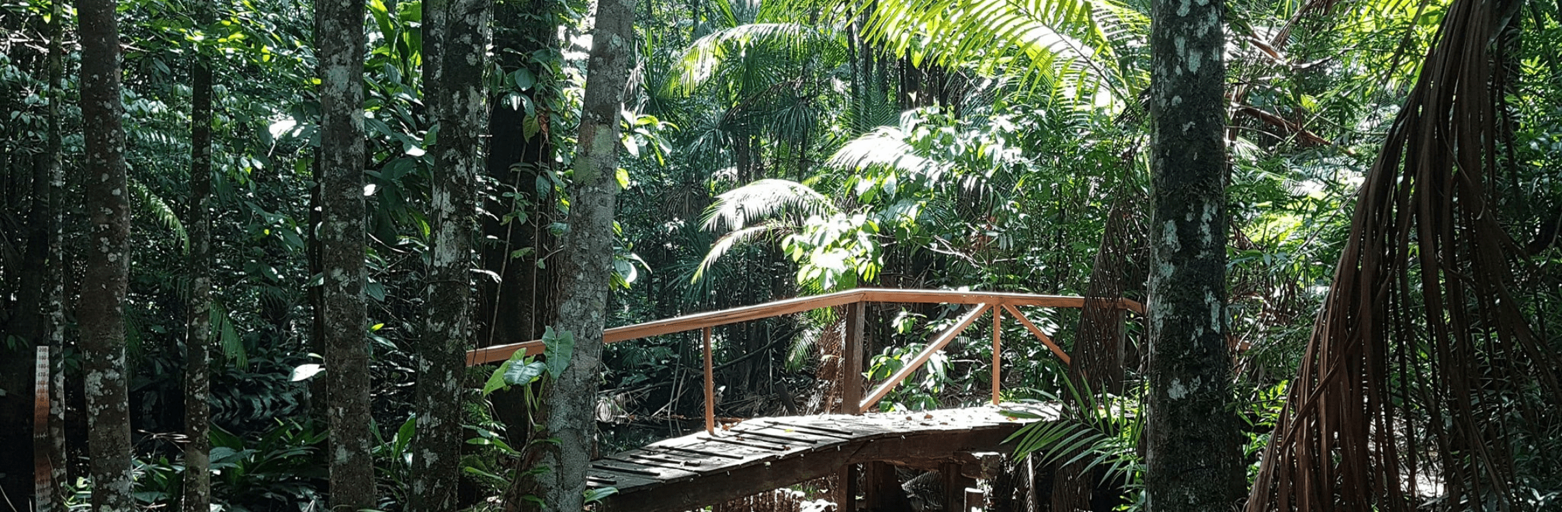 palulu-nature-lodging-Suriname-jungle