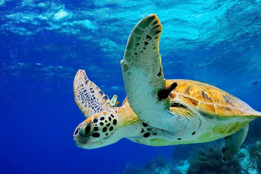 combinatiereis Curacao, Bonaire, eilandhoppen, rondreis, natuur, cultuur, strand, duiken, snorkelen, schildpad