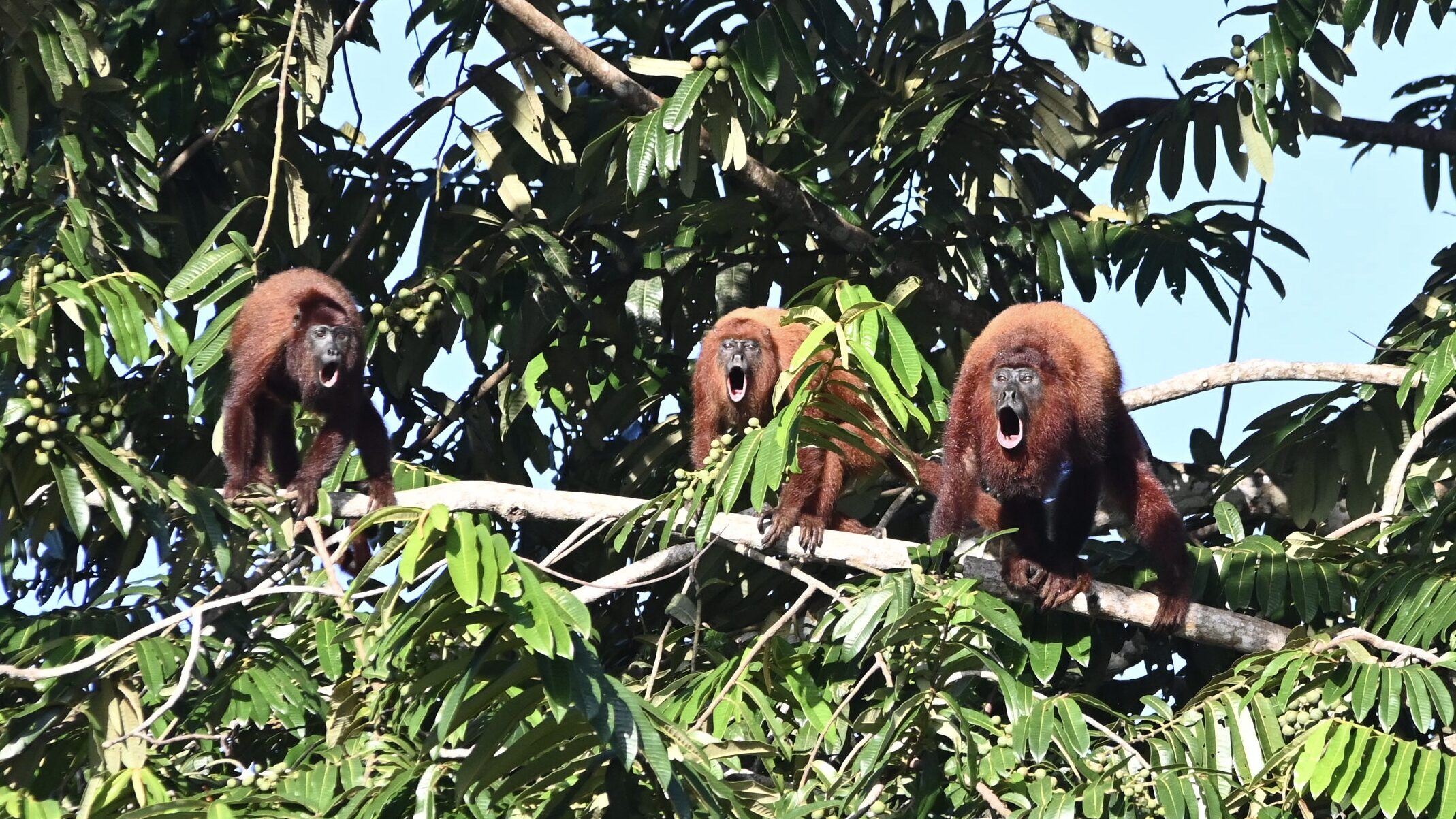 Brulapen Suriname jungle