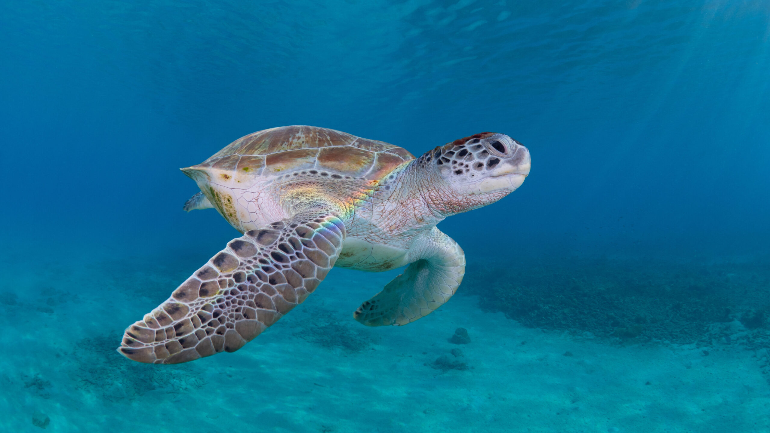 Schildpad, Curacao, Snorkelen, Duiken, Playa Grandi