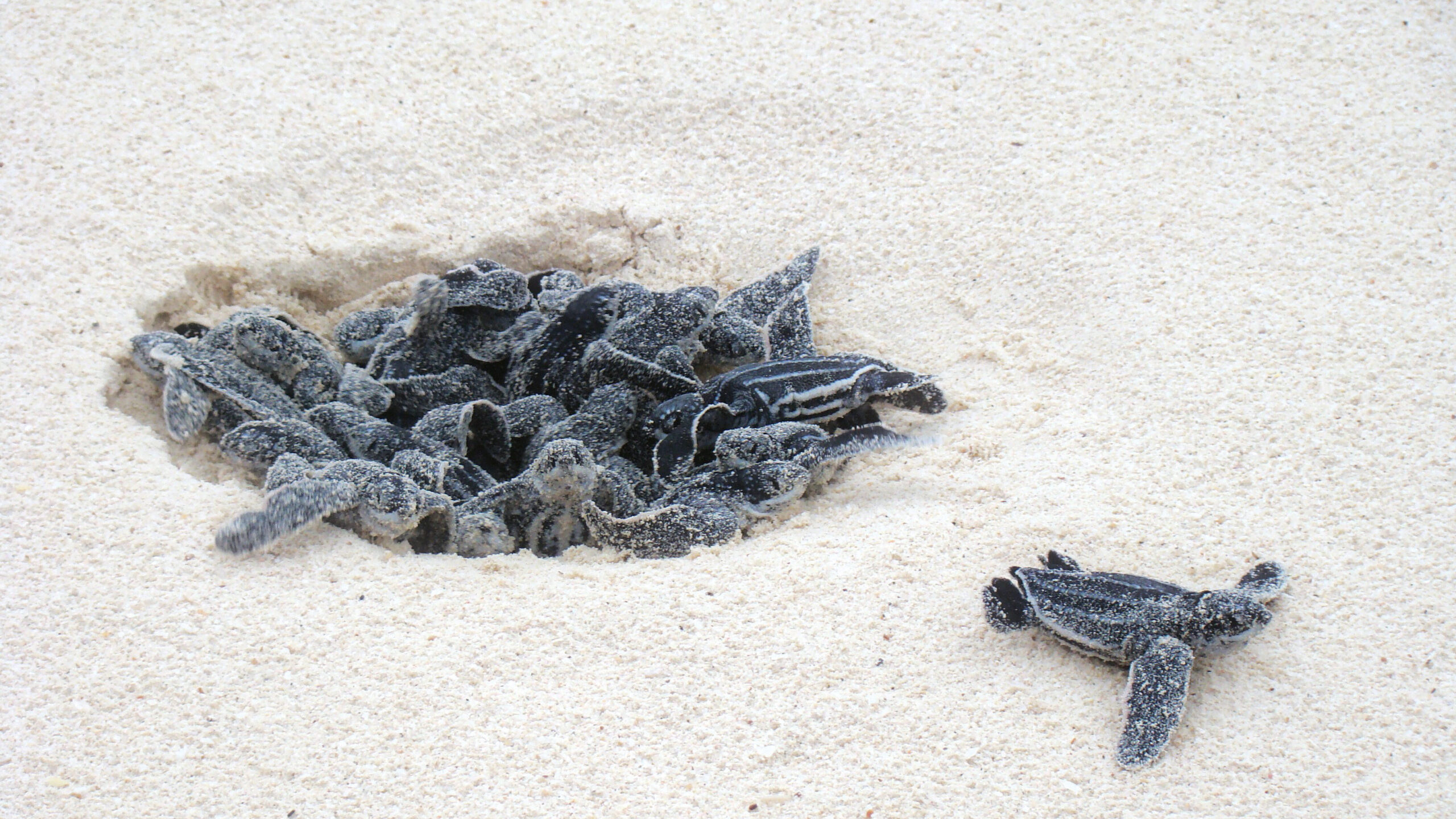 Aruba Bonaire Curacao Turtle
