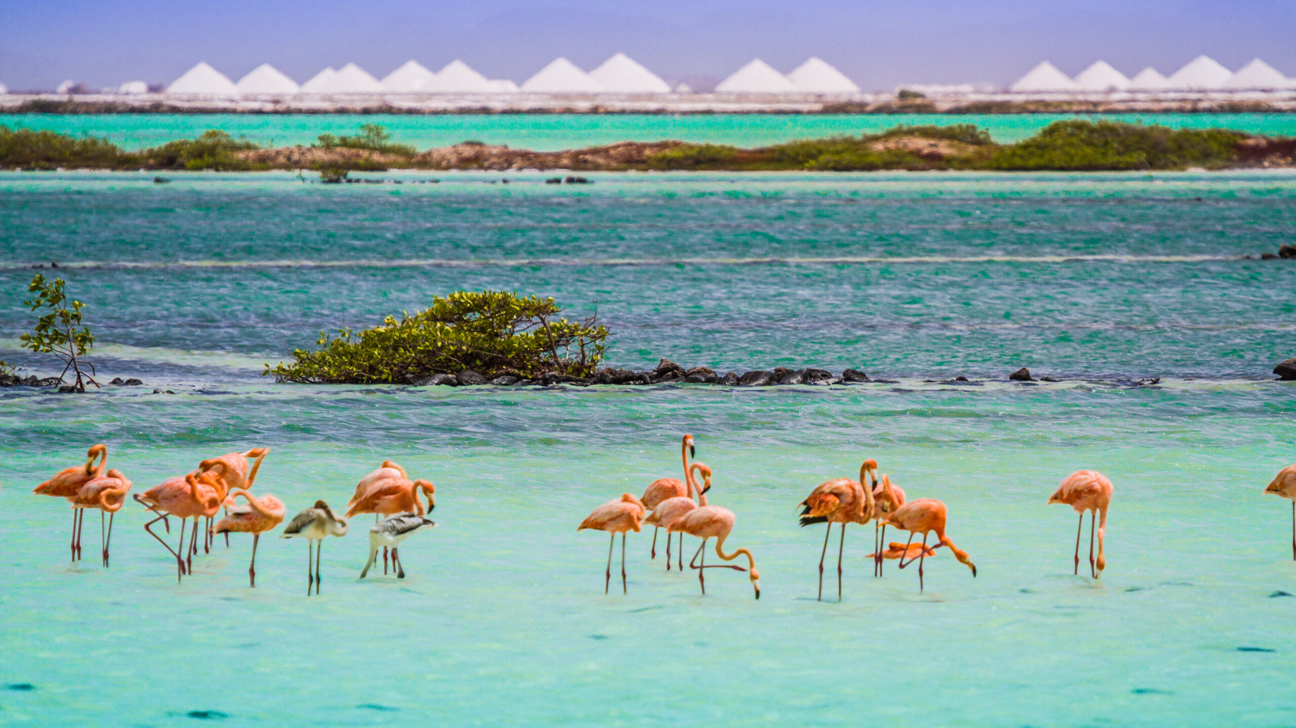 Bonaire flamingo's zoutpannen