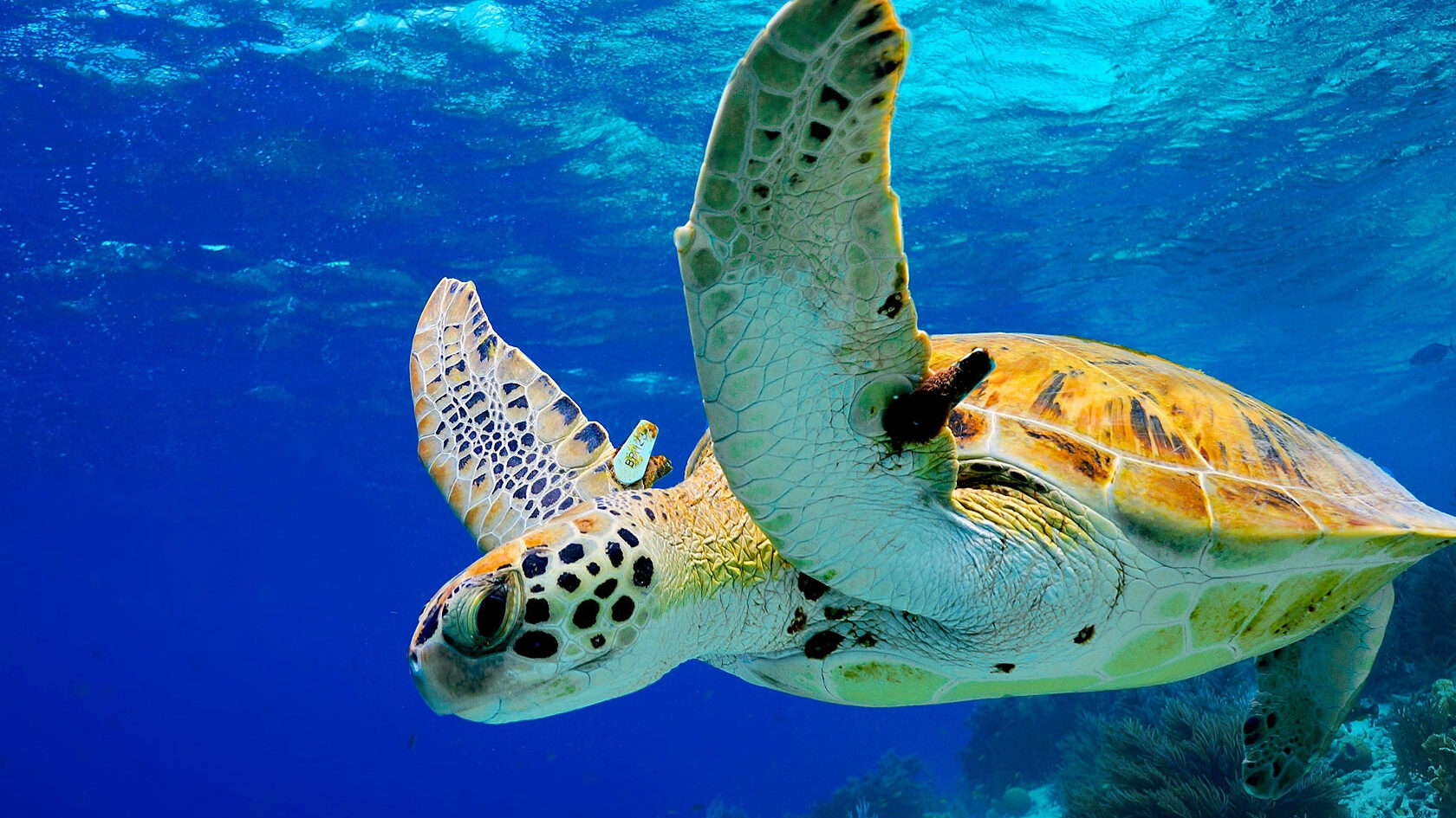 Bonaire, schildpad, snorkelen, duiken
