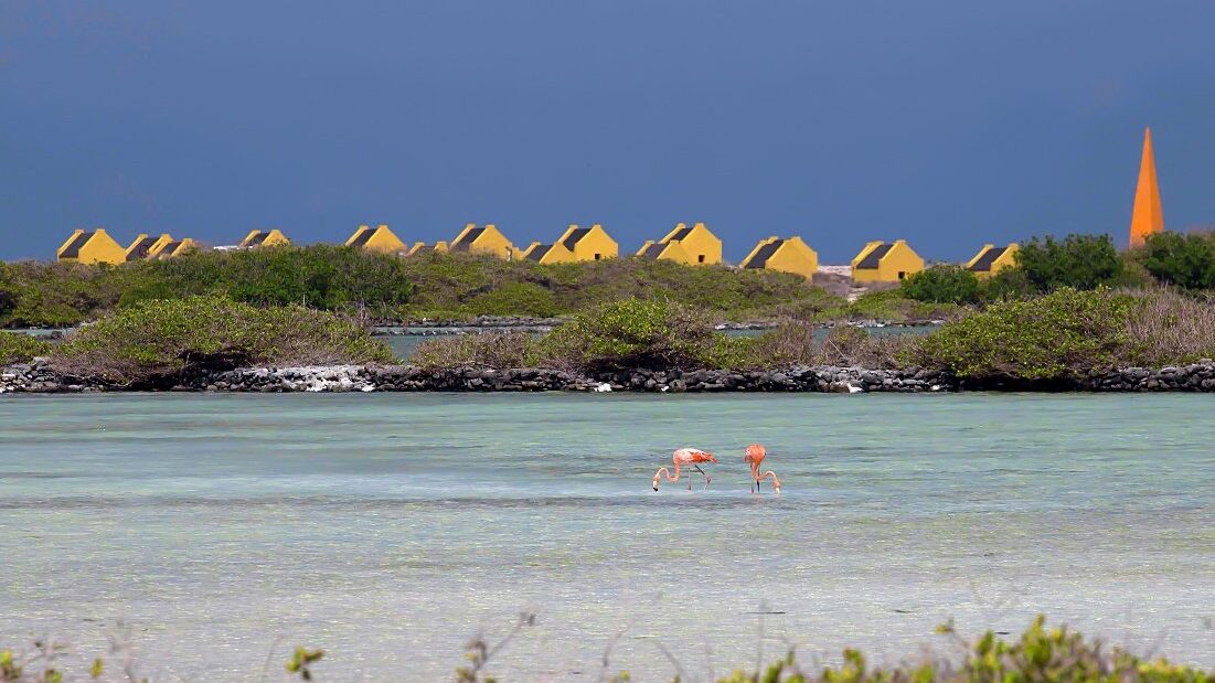 slavenhuisjes-bonaire, zoutpannen, natuur, flamingo