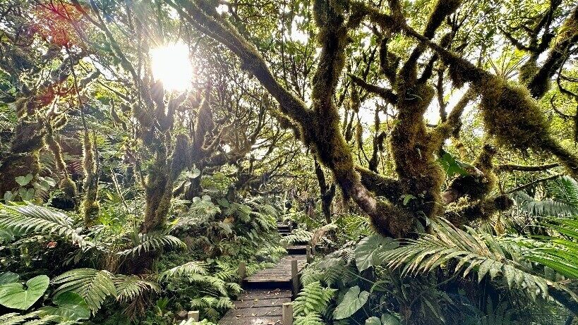 the-mount-scenery-op-saba- combinatiereis Saba, Sint Eustatius, Sint maarten, eilandhoppen, rondreis, natuur, cultuur, jungle